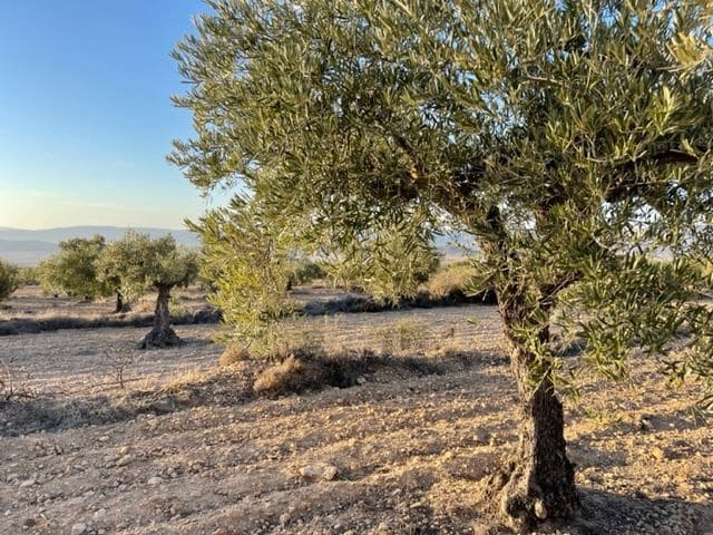 Finca/Country House for sale in Biar - € 23,000 (Ref: 6129223)