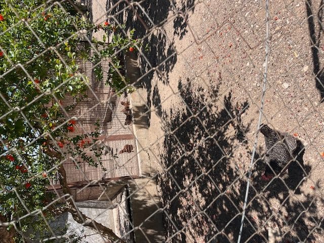 5 bedroom Villa for sale in San Vicente / Sant Vicent del Raspeig with pool garage - € 450,000 (Ref: 8310089)