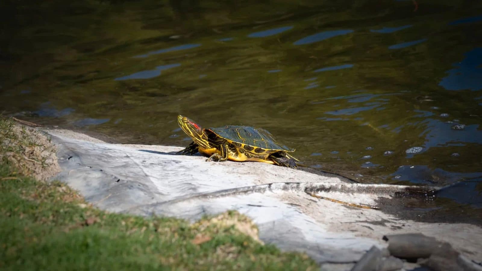 Bouwgrond te koop in Alicante stad - € 1.380.000 (Ref: 8824505)