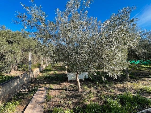 5 chambre Finca/Maison de Campagne à vendre à Alicante ville avec piscine - 659 500 € (Ref: 9525943)