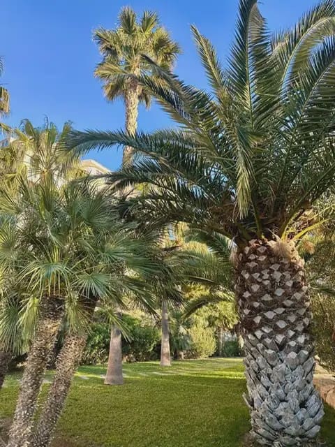 2 bedroom Apartment for rent in Muchamiel / Mutxamel with pool garage - € 1,250 (Ref: 9790010)