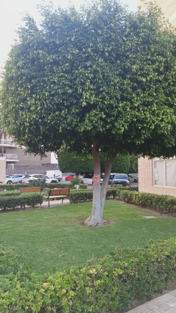 2 Zimmer Wohnung zu vermieten in Alicante / Alacant Stadt mit Pool Garage - 1.150 € (Ref: 9919190)