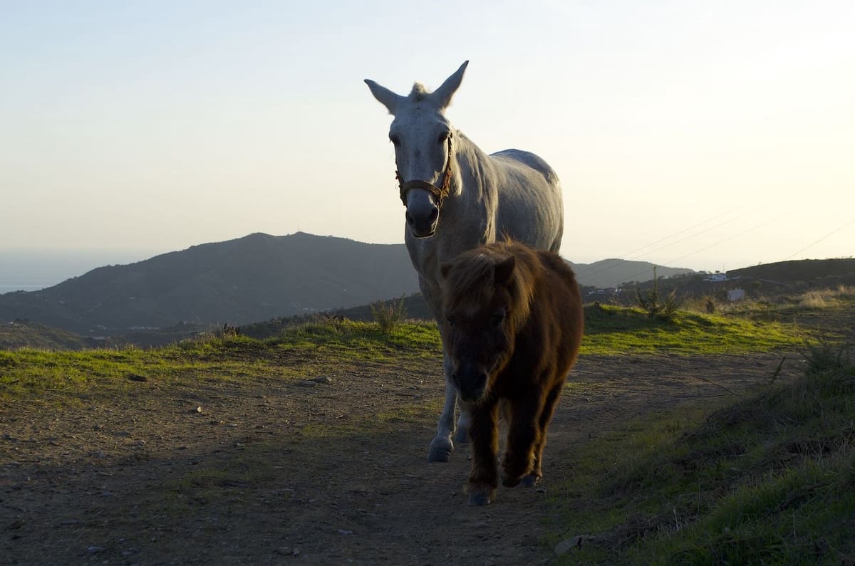 3 bedroom Finca/Country House for sale in Sedella with pool garage - € 398,000 (Ref: 8410185)