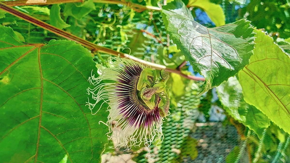 3 quarto Quinta/Casa Rural para venda em Velez-Malaga com piscina garagem - 1 225 000 € (Ref: 8410791)