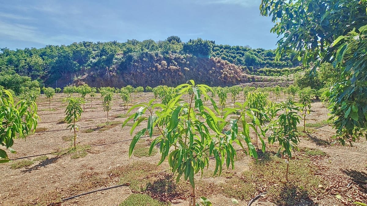 3 quarto Quinta/Casa Rural para venda em Velez-Malaga com piscina garagem - 1 225 000 € (Ref: 8410791)