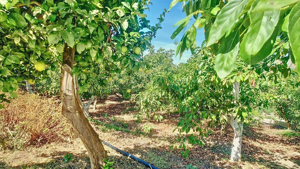 3 quarto Quinta/Casa Rural para venda em Velez-Malaga com piscina garagem - 1 225 000 € (Ref: 8410791)