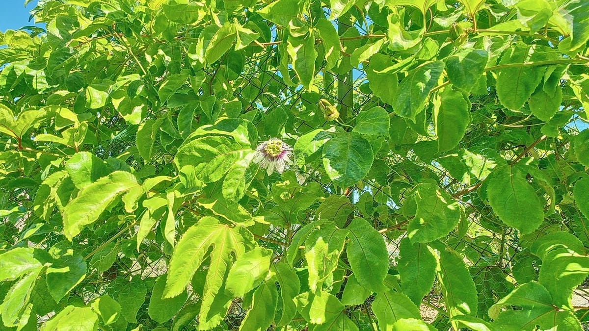 3 quarto Quinta/Casa Rural para venda em Velez-Malaga com piscina garagem - 1 225 000 € (Ref: 8410791)