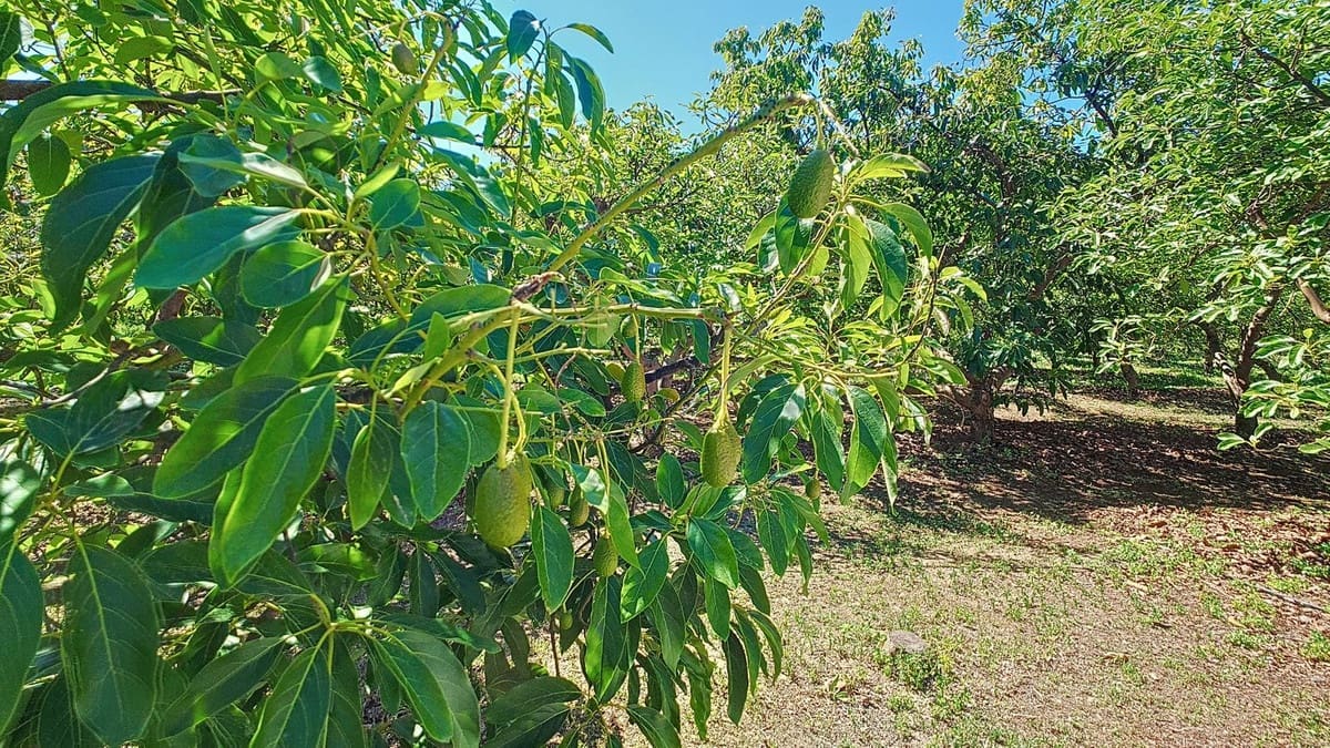 3 quarto Quinta/Casa Rural para venda em Velez-Malaga com piscina garagem - 1 225 000 € (Ref: 8410791)