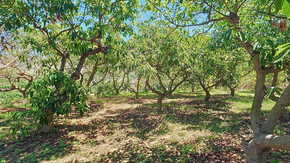 3 quarto Quinta/Casa Rural para venda em Velez-Malaga com piscina garagem - 1 225 000 € (Ref: 8410791)