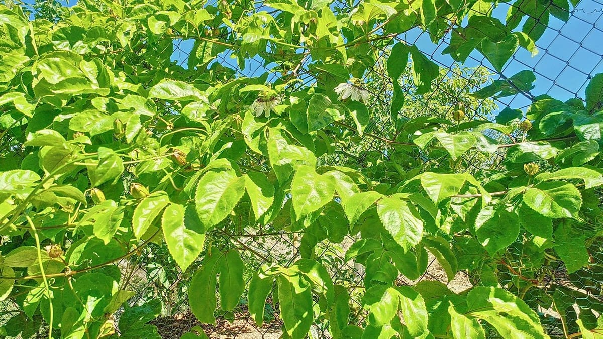 3 quarto Quinta/Casa Rural para venda em Velez-Malaga com piscina garagem - 1 225 000 € (Ref: 8410791)