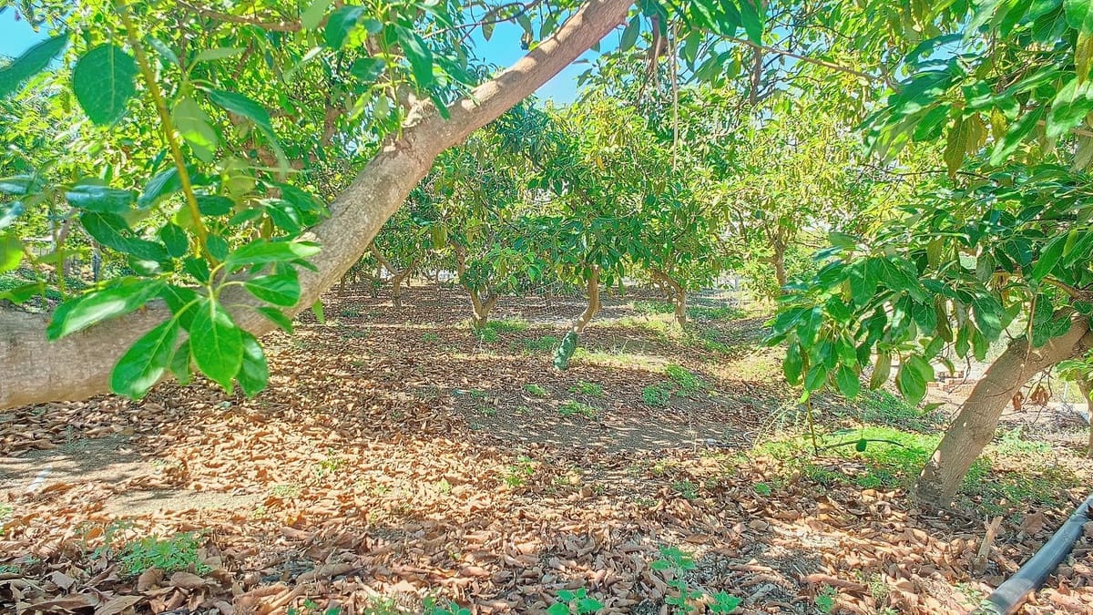 3 quarto Quinta/Casa Rural para venda em Velez-Malaga com piscina garagem - 1 225 000 € (Ref: 8410791)