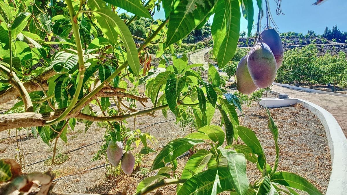 3 quarto Quinta/Casa Rural para venda em Velez-Malaga com piscina garagem - 1 225 000 € (Ref: 8410791)