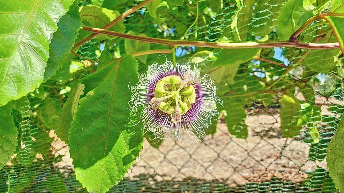 3 soveværelse Finca/Landehus til salg i Velez-Malaga med swimmingpool garage - € 1.150.000 (Ref: 8410791)