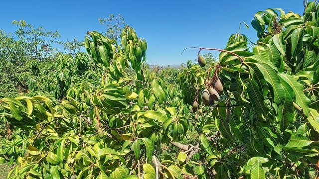 3 soveværelse Finca/Landehus til salg i Vélez-Málaga med swimmingpool garage - € 1.225.000 (Ref: 8410791)