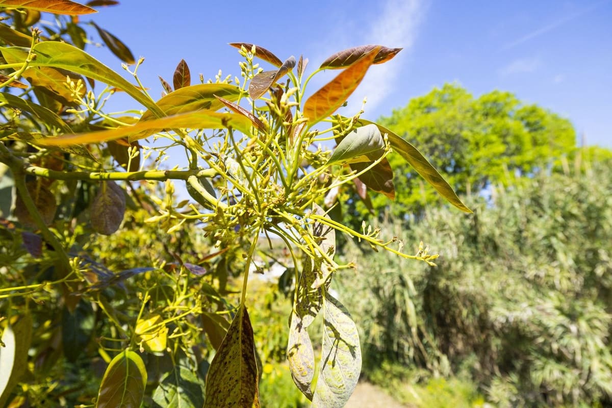 1 quarto Quinta/Casa Rural para venda em Algarrobo - 750 000 € (Ref: 8453995)