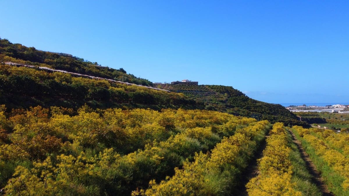 1 quarto Quinta/Casa Rural para venda em Algarrobo - 750 000 € (Ref: 8453995)