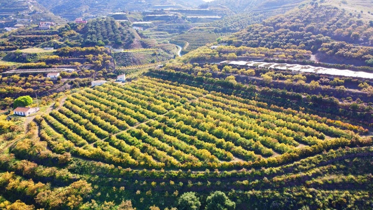 1 quarto Quinta/Casa Rural para venda em Algarrobo - 750 000 € (Ref: 8453995)
