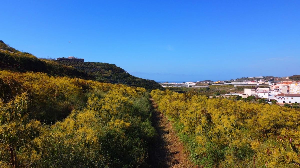 1 quarto Quinta/Casa Rural para venda em Algarrobo - 750 000 € (Ref: 8453995)