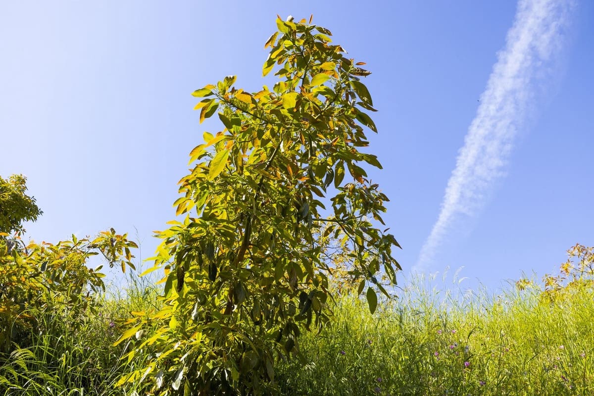 1 quarto Quinta/Casa Rural para venda em Algarrobo - 750 000 € (Ref: 8453995)