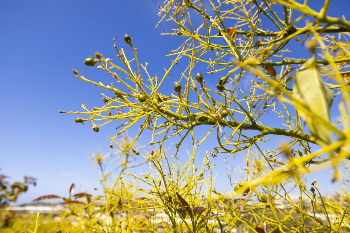 1 quarto Quinta/Casa Rural para venda em Algarrobo - 750 000 € (Ref: 8453995)