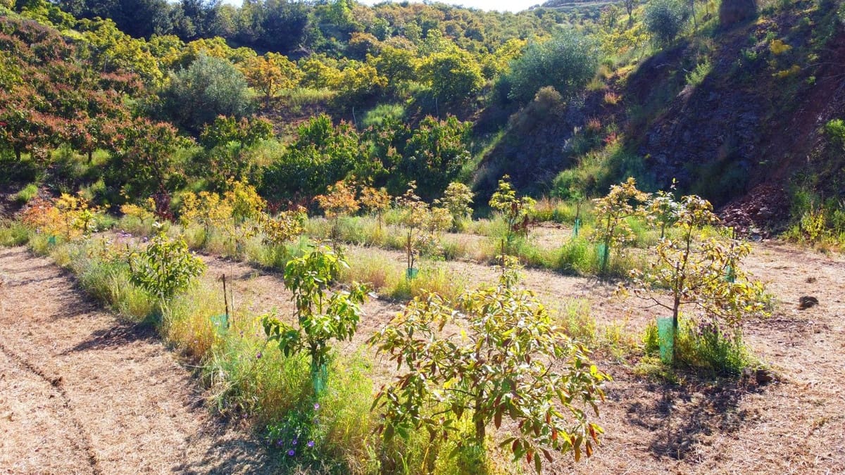 1 quarto Quinta/Casa Rural para venda em Algarrobo - 750 000 € (Ref: 8453995)