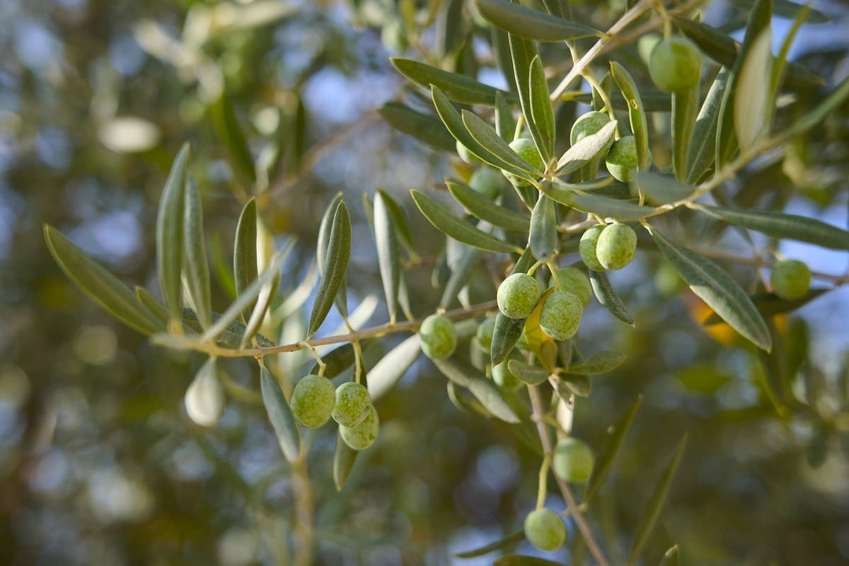 5 bedroom Finca/Country House for sale in Comares with pool garage - € 1,650,000 (Ref: 9302816)