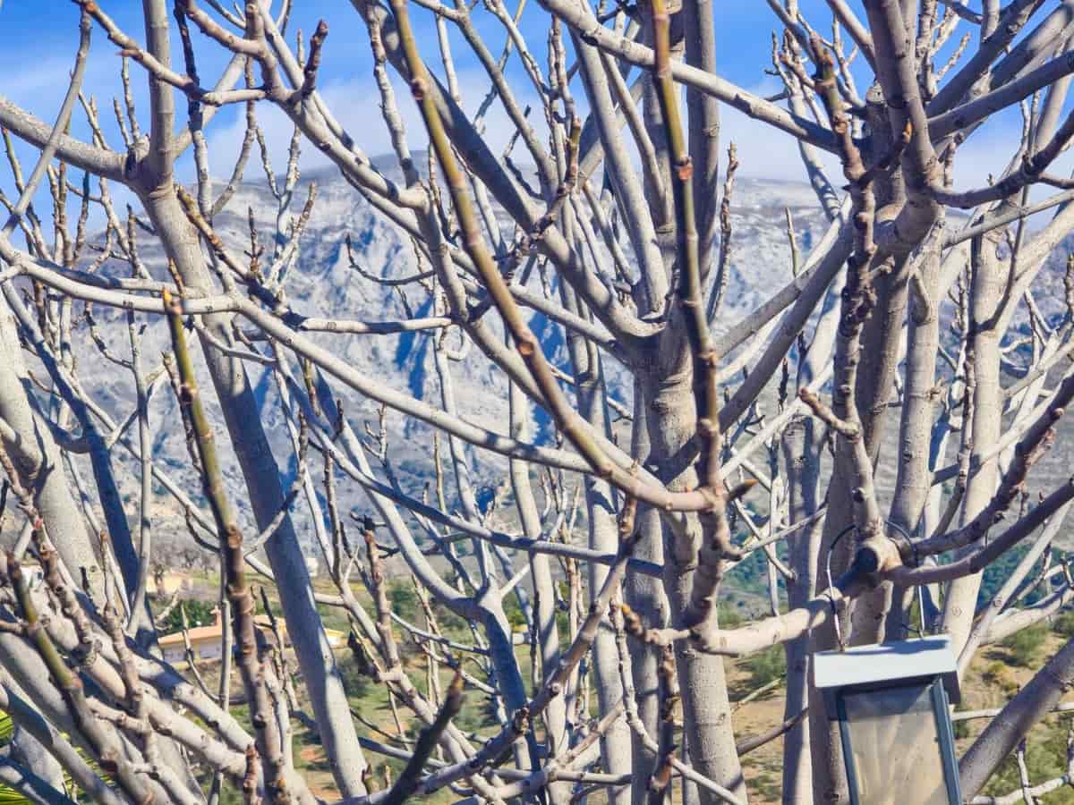 Chalet de 2 habitaciones en Sedella en venta con piscina garaje - 295.000 € (Ref: 9564056)