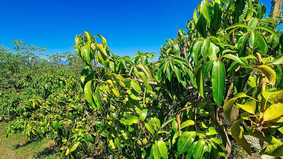 3 soveværelse Finca/Landehus til salg i Velez-Malaga med swimmingpool garage - € 1.150.000 (Ref: 9594512)