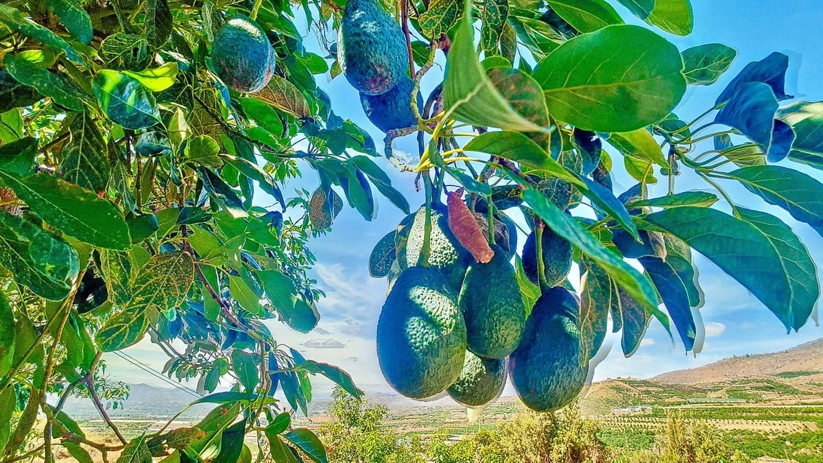 3 soveværelse Finca/Landehus til salg i Velez-Malaga med swimmingpool garage - € 1.150.000 (Ref: 9594512)