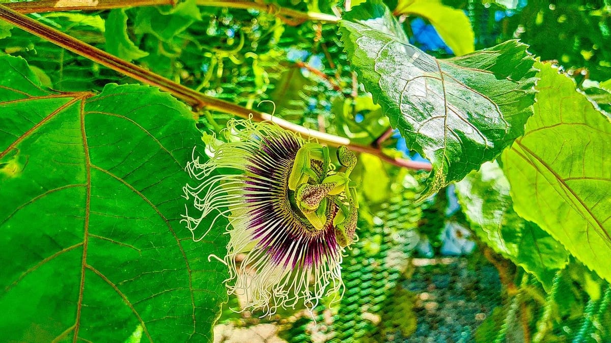 3 soveværelse Finca/Landehus til salg i Velez-Malaga med swimmingpool garage - € 1.150.000 (Ref: 9594512)