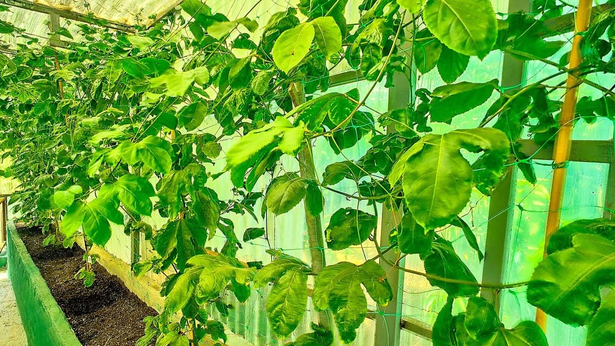 3 soveværelse Finca/Landehus til salg i Velez-Malaga med swimmingpool garage - € 1.150.000 (Ref: 9594512)