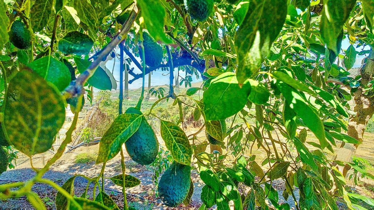 3 soveværelse Finca/Landehus til salg i Velez-Malaga med swimmingpool garage - € 1.150.000 (Ref: 9594512)