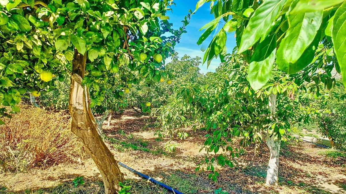 3 soveværelse Finca/Landehus til salg i Velez-Malaga med swimmingpool garage - € 1.150.000 (Ref: 9594512)