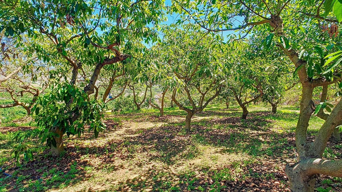 3 soveværelse Finca/Landehus til salg i Velez-Malaga med swimmingpool garage - € 1.150.000 (Ref: 9594512)