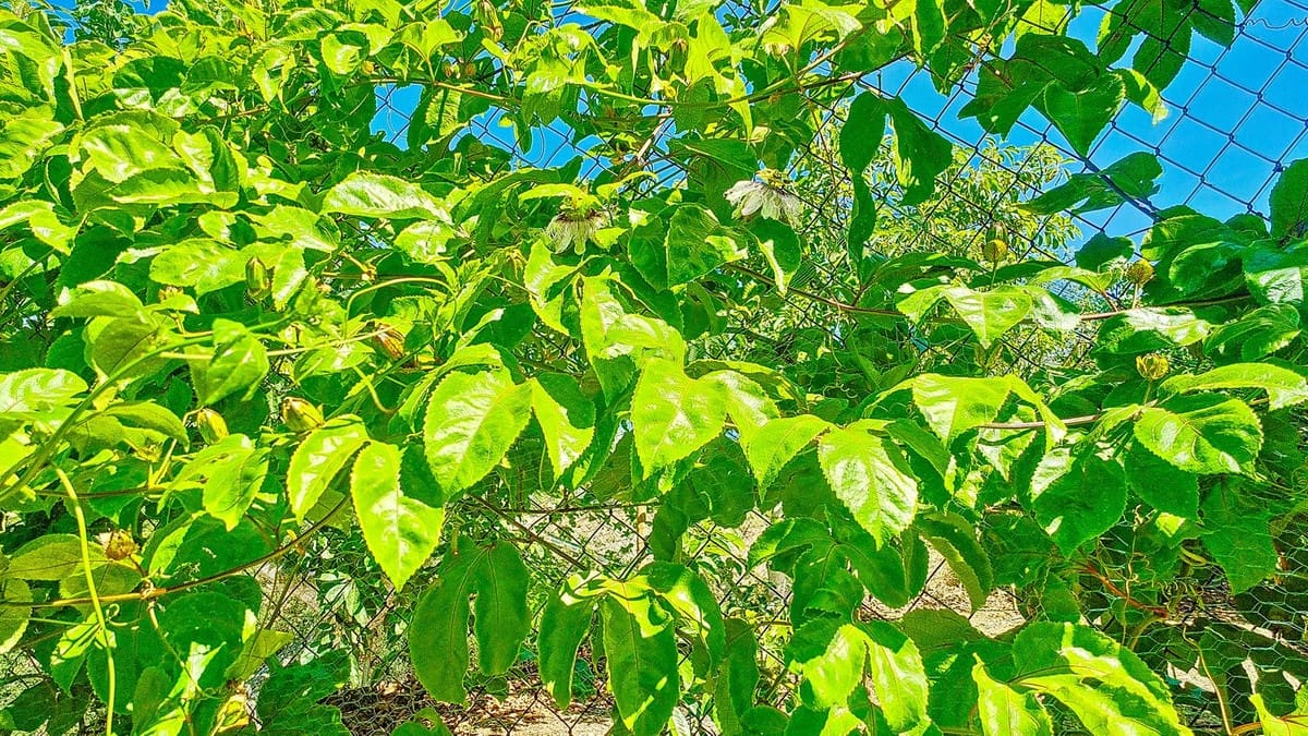 3 soveværelse Finca/Landehus til salg i Velez-Malaga med swimmingpool garage - € 1.150.000 (Ref: 9594512)