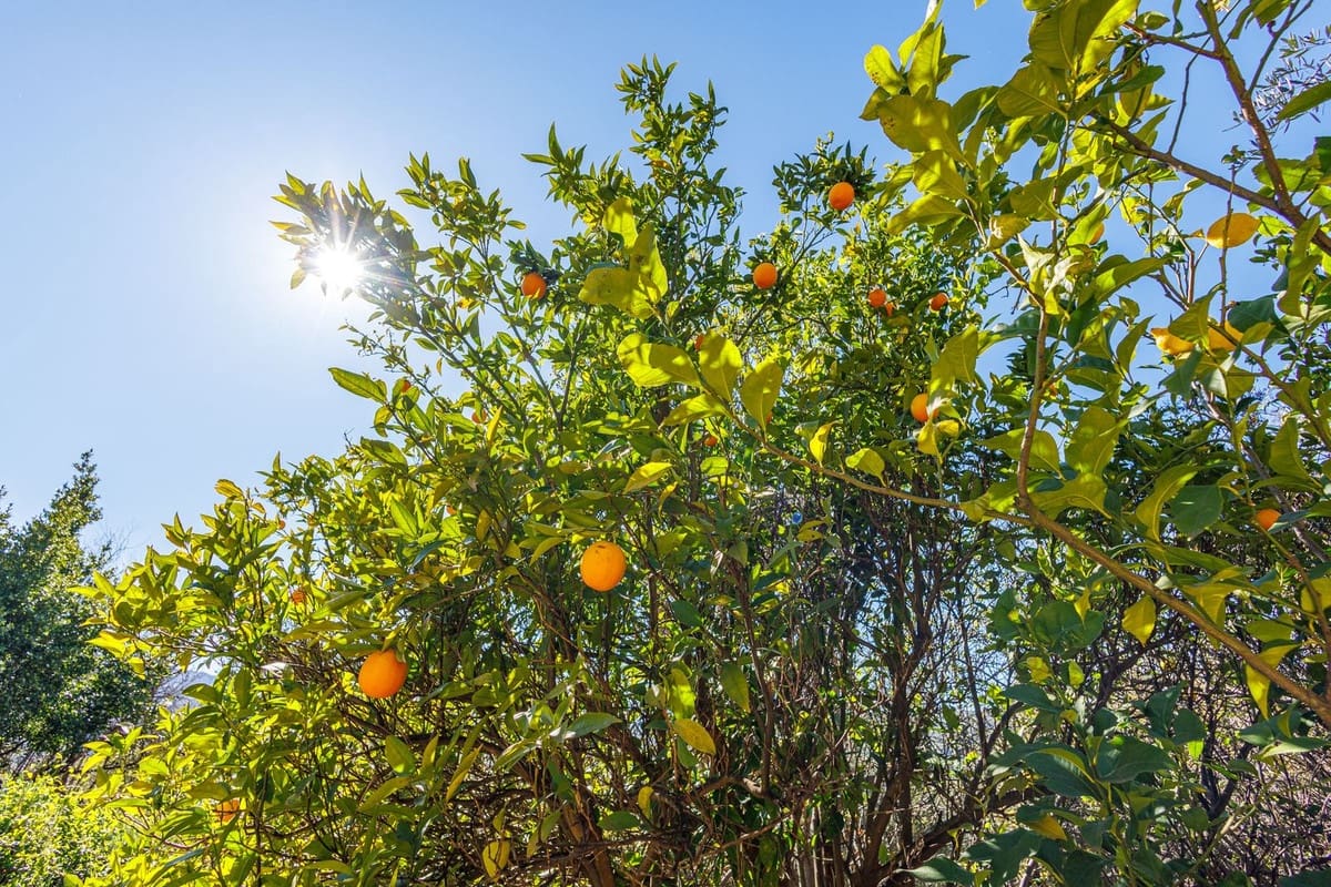 9 chambre Villa/Maison à vendre à Melegis avec piscine garage - 1 150 000 € (Ref: 9719363)