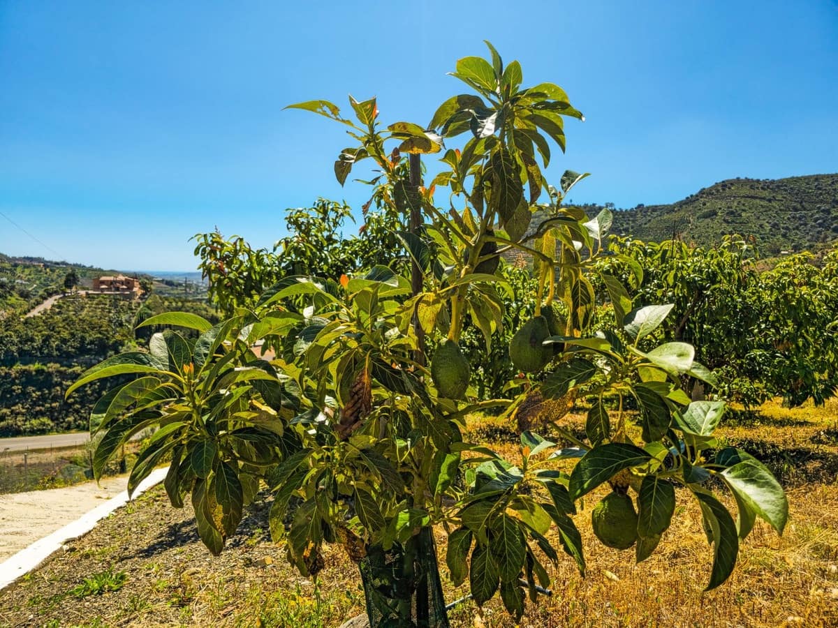 1 soverom Villa til salgs i Vinuela med garasje - € 420 000 (Ref: 9755189)