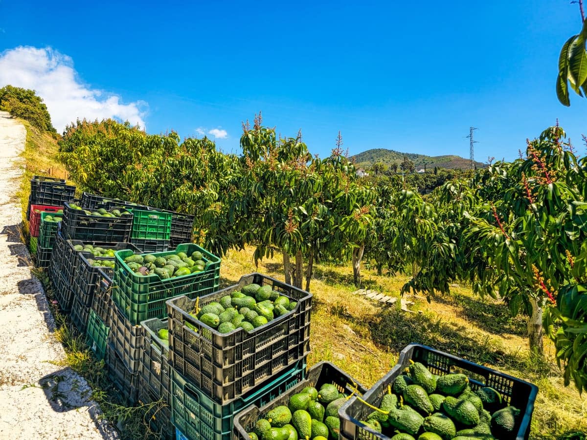 1 soverom Villa til salgs i Vinuela med garasje - € 420 000 (Ref: 9755189)