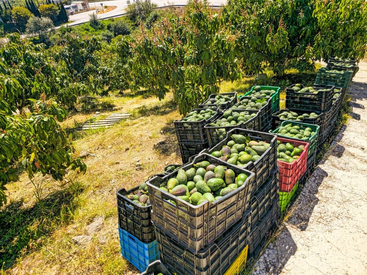 1 soverom Villa til salgs i Vinuela med garasje - € 420 000 (Ref: 9755189)