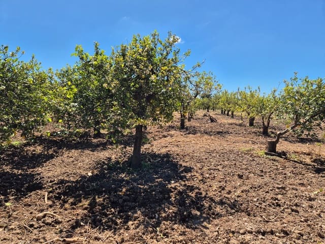 Rakentamaton maa myytävänä paikassa Alora - 58 000 € (Ref: 9789622)