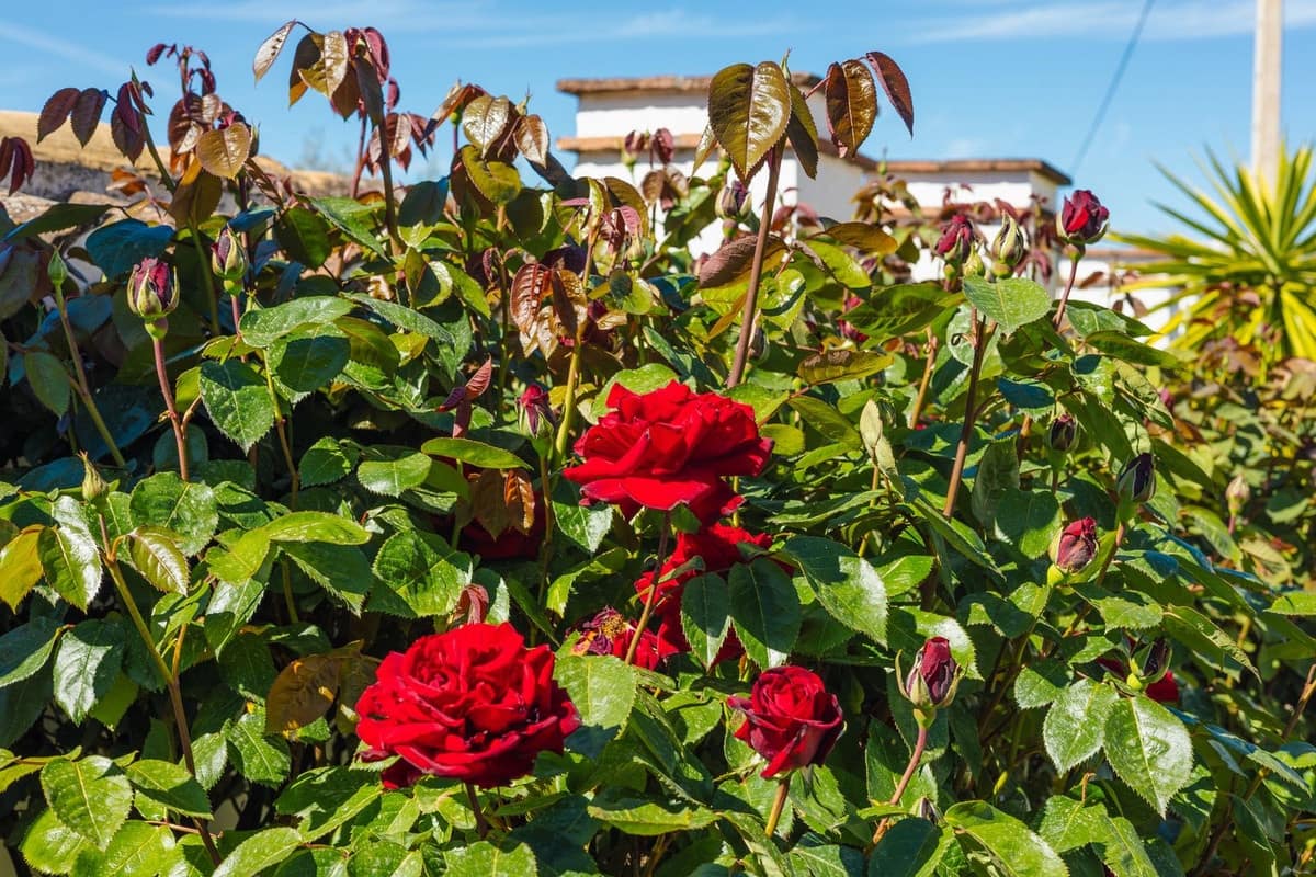 8 Zimmer Finca/Landgut zu verkaufen in Villanueva del Trabuco mit Pool Garage - 875.000 € (Ref: 9801469)