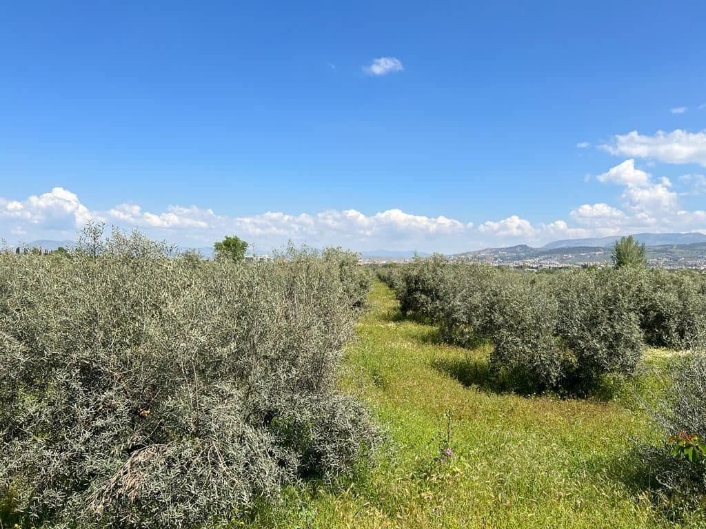 Finca/Landehus til salg i La Zubia - € 580.000 (Ref: 9289675)