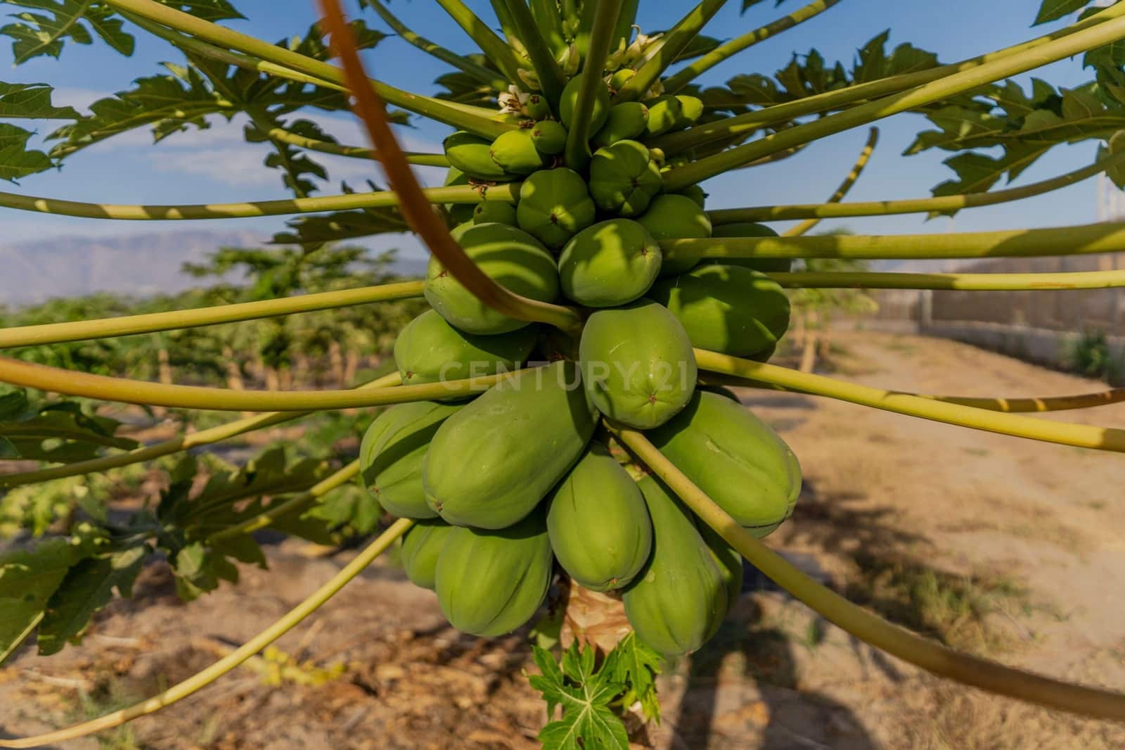 Mark till salu i Motril - 65 000 € (Ref: 9289704)