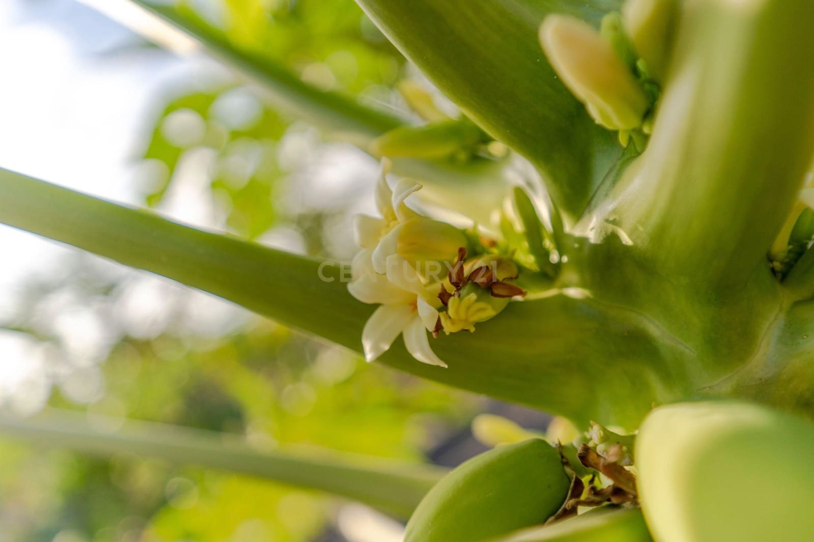 Mark till salu i Motril - 65 000 € (Ref: 9289704)