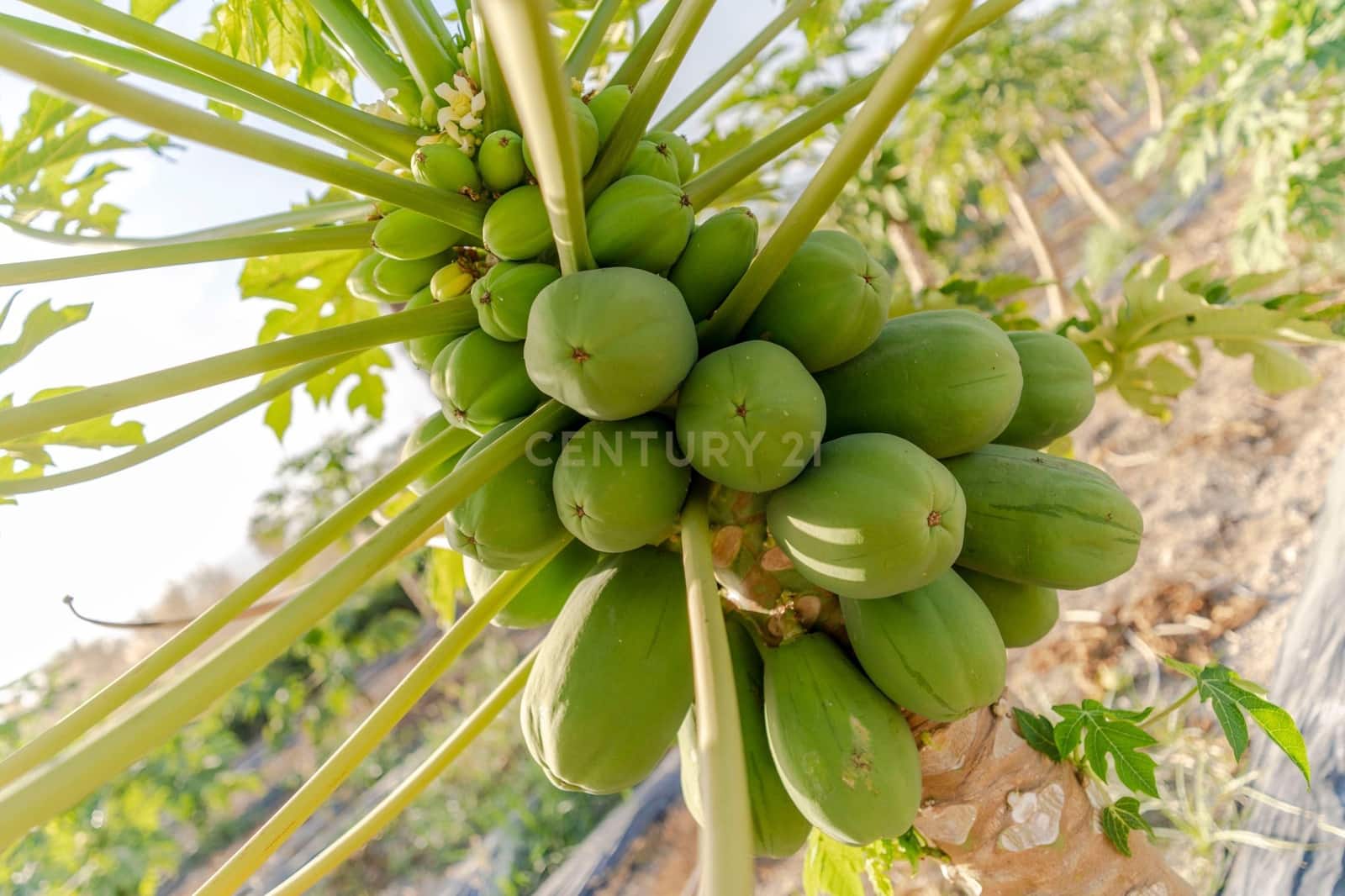 Mark till salu i Motril - 65 000 € (Ref: 9289704)