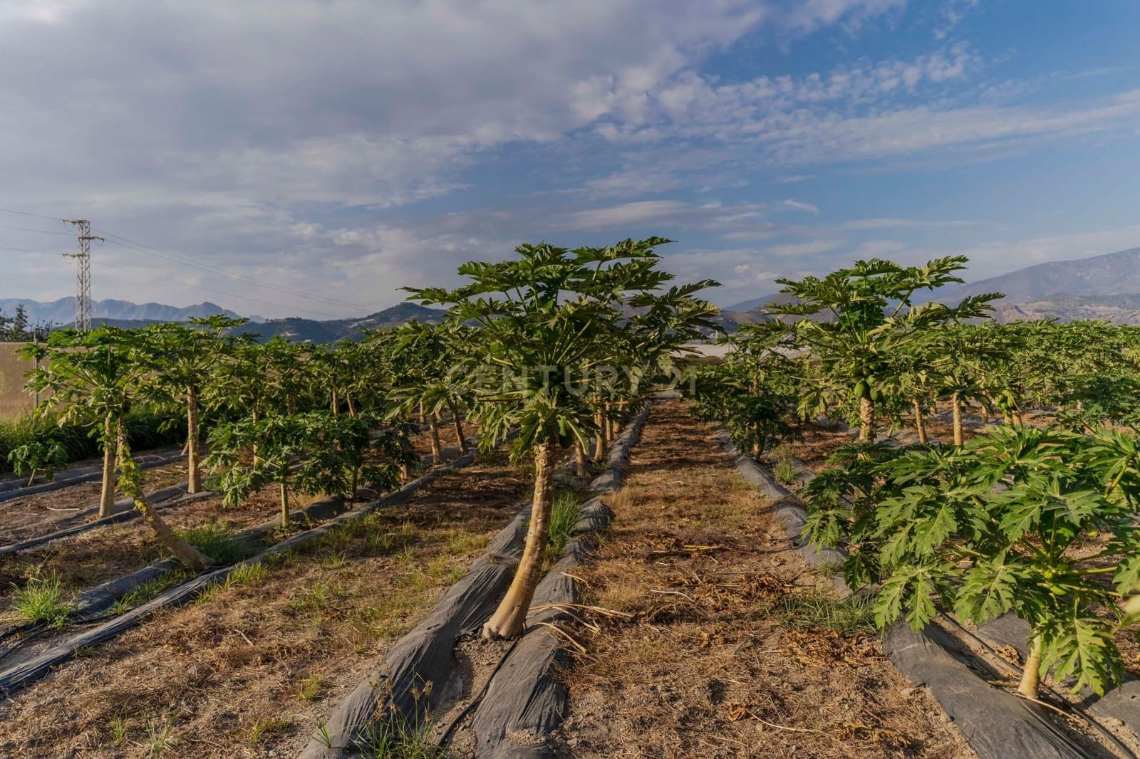 Mark till salu i Motril - 65 000 € (Ref: 9289704)