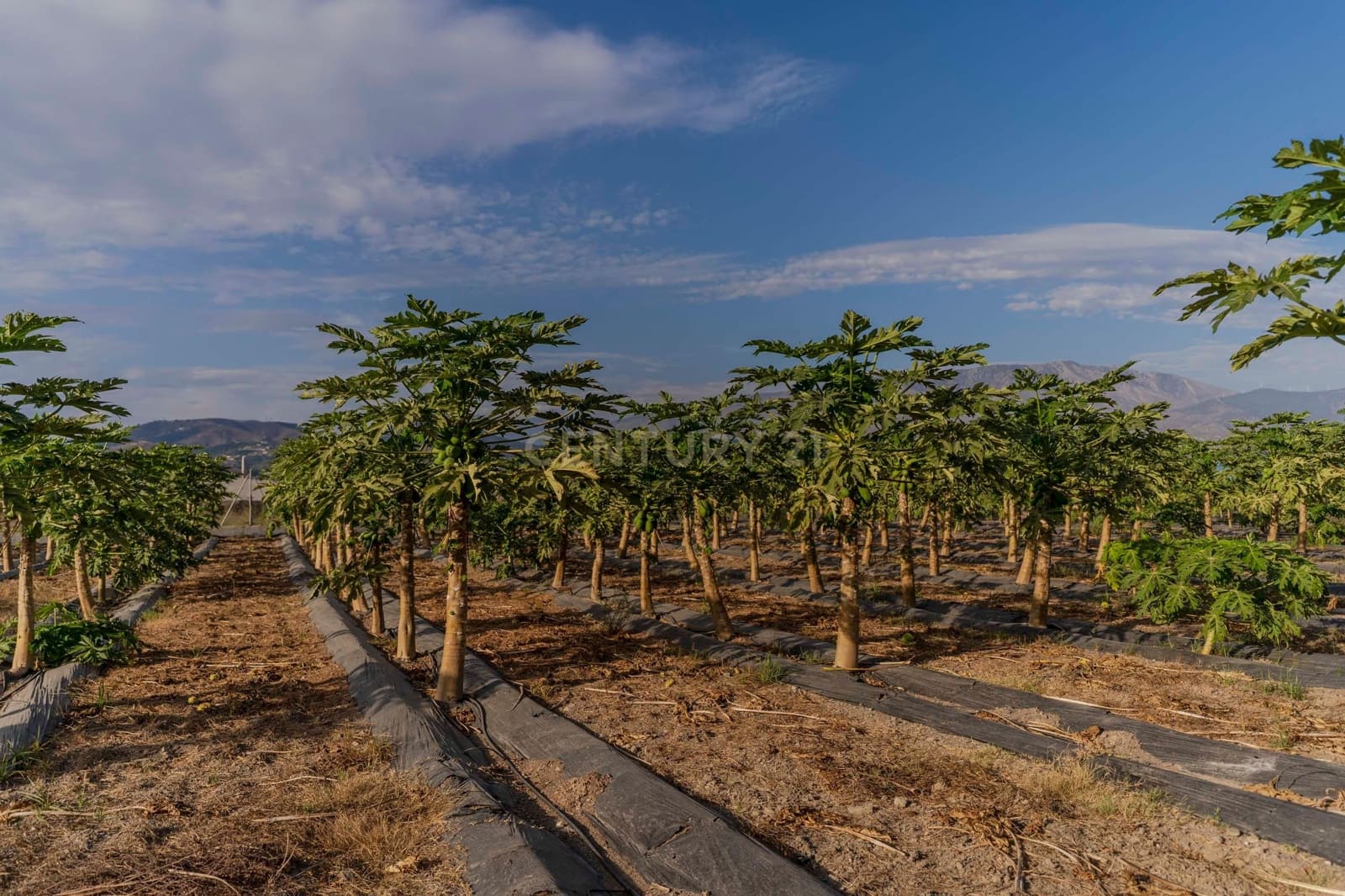 Mark till salu i Motril - 65 000 € (Ref: 9289704)