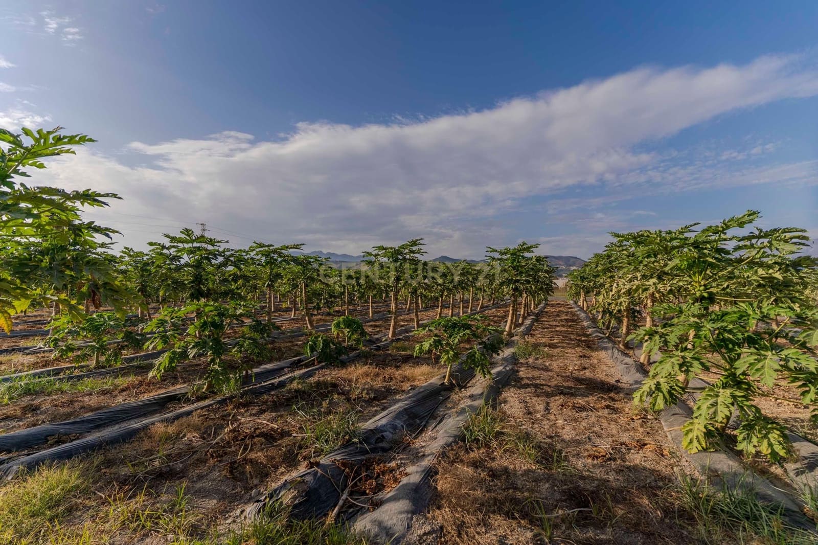 Mark till salu i Motril - 65 000 € (Ref: 9289704)