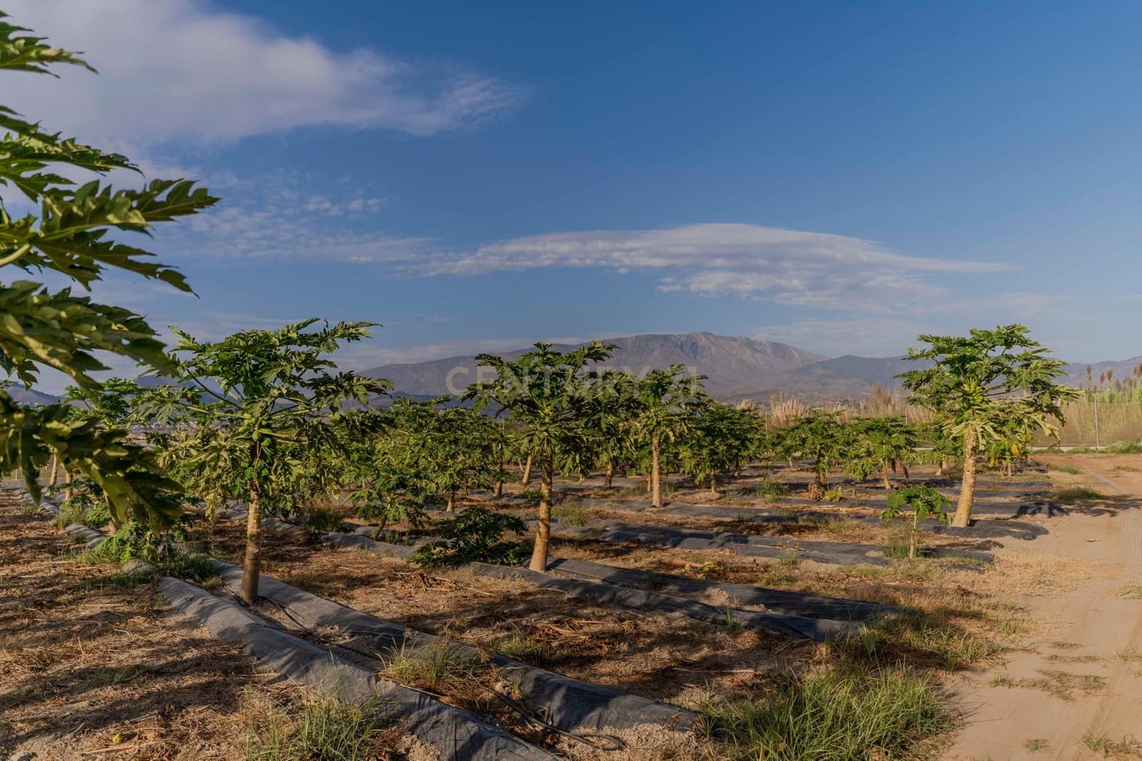 Mark till salu i Motril - 65 000 € (Ref: 9289704)