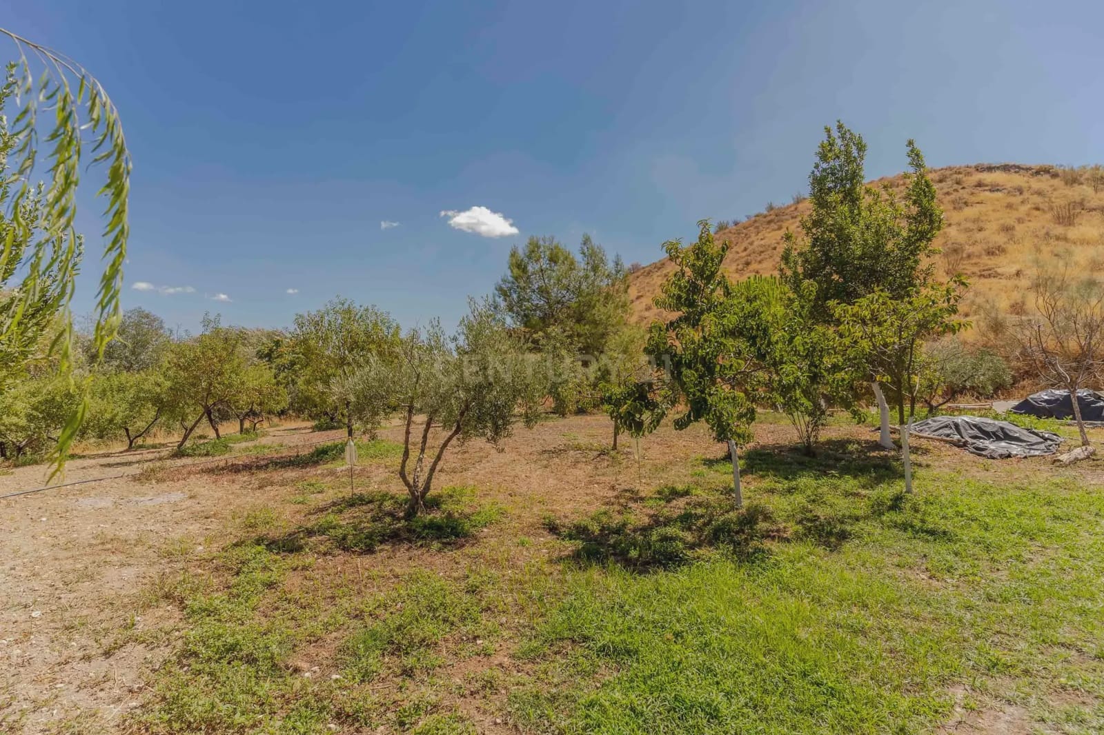 5 soverom Finca/Herregård til salgs i Huelma - € 650 000 (Ref: 9289849)